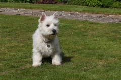 Terrier - West Highland White