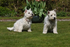 Terrier - West Highland White