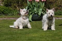 Terrier - West Highland White