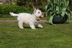 Terrier - West Highland White