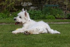 Terrier - West Highland White