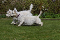 Terrier - West Highland White