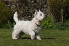 Terrier - West Highland White