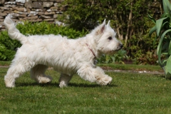 Terrier - West Highland White