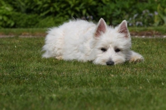 Terrier - West Highland White