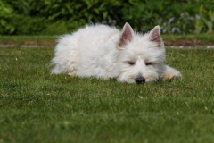 Terrier - West Highland White