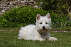 Terrier - West Highland White