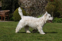 Terrier - West Highland White