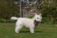 Terrier - West Highland White