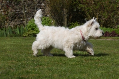 Terrier - West Highland White