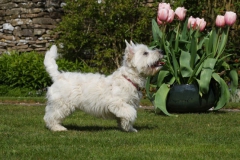 Terrier - West Highland White