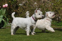 Terrier - West Highland White