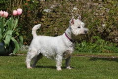 Terrier - West Highland White