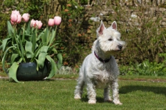 Terrier - West Highland White