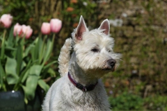 Terrier - West Highland White