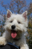 Terrier - West Highland White