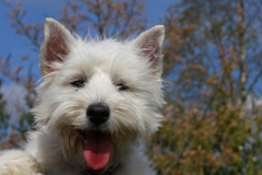 Terrier - West Highland White