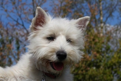 Terrier - West Highland White