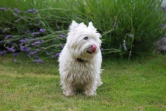 Terrier - West Highland White