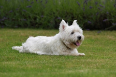 Terrier - West Highland White