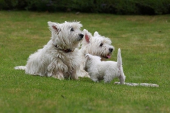 Terrier - West Highland White