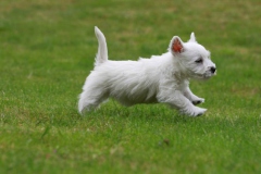 Terrier - West Highland White