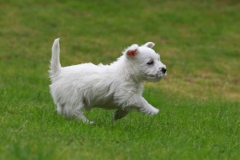 Terrier - West Highland White