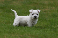 Terrier - West Highland White