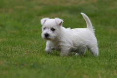 Terrier - West Highland White