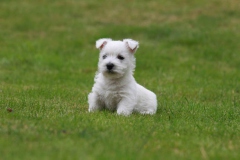 Terrier - West Highland White