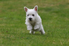 Terrier - West Highland White