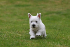 Terrier - West Highland White