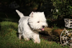 Terrier - West Highland White