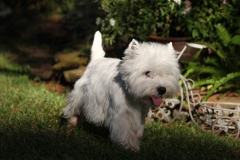 Terrier - West Highland White