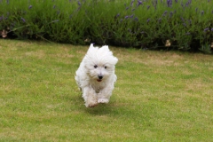 Terrier - West Highland White