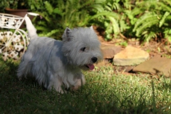 Terrier - West Highland White