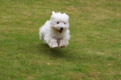 Terrier - West Highland White