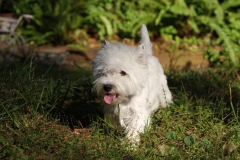 Terrier - West Highland White