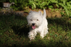 Terrier - West Highland White