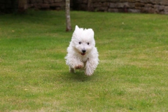 Terrier - West Highland White