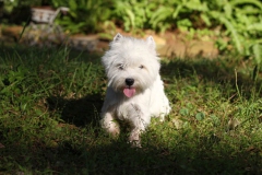 Terrier - West Highland White