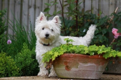 Terrier - West Highland White