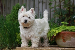 Terrier - West Highland White