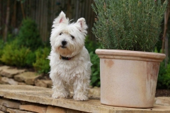 Terrier - West Highland White