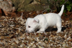 Terrier - West Highland White