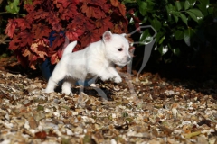 Terrier - West Highland White