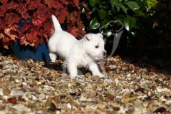 Terrier - West Highland White