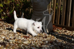 Terrier - West Highland White