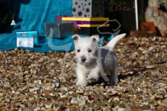 Terrier - West Highland White