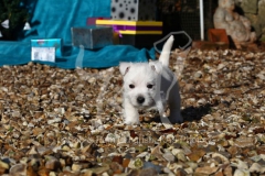 Terrier - West Highland White